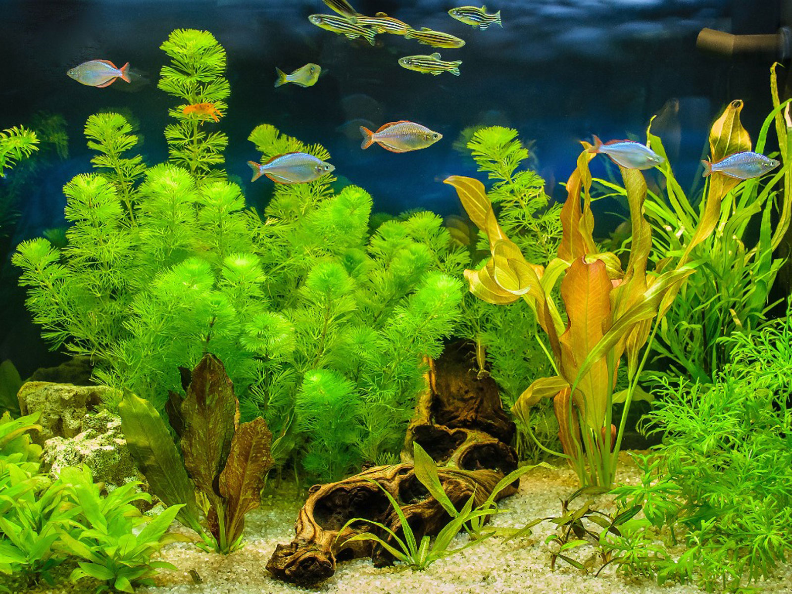 easy background aquarium plants